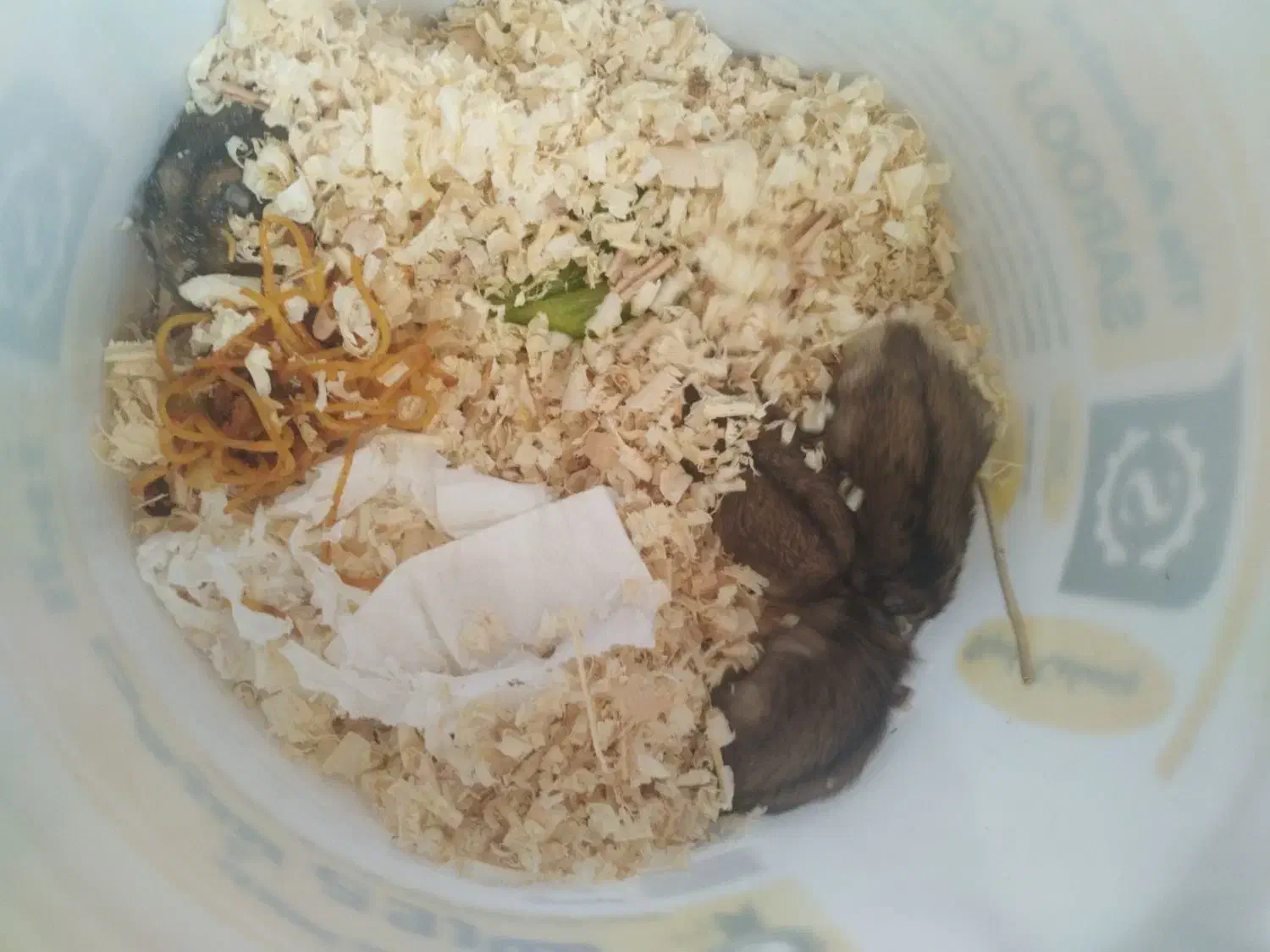 همستر کمپل|موش و خرگوش|هشتگرد, شهرک راه آهن|دیوار