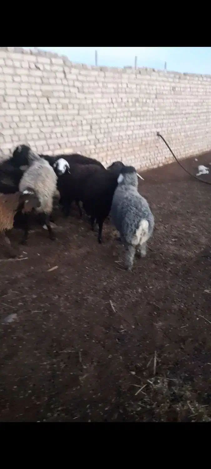 بره نر|حیوانات مزرعه|بوئین زهرا, |دیوار