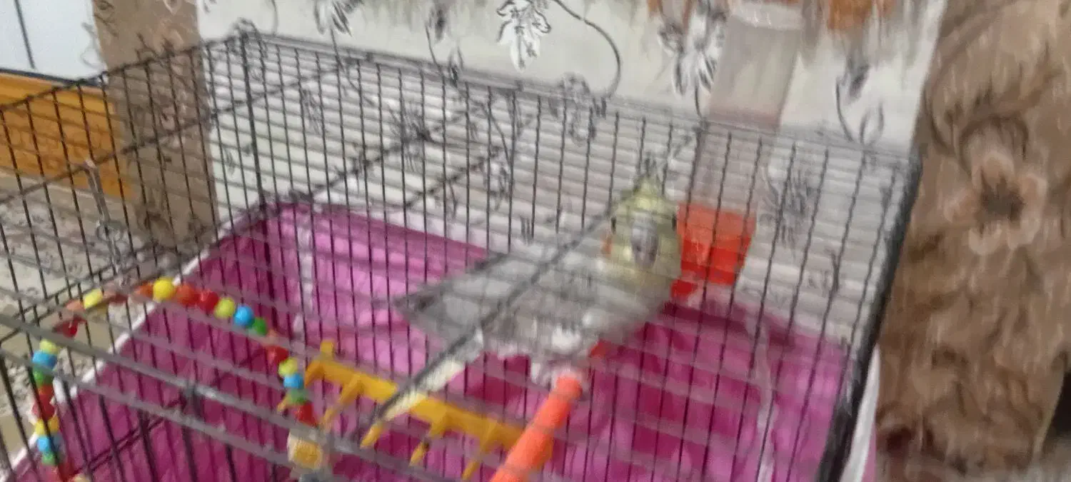 عروس هلندی|پرنده|گلپایگان, |دیوار