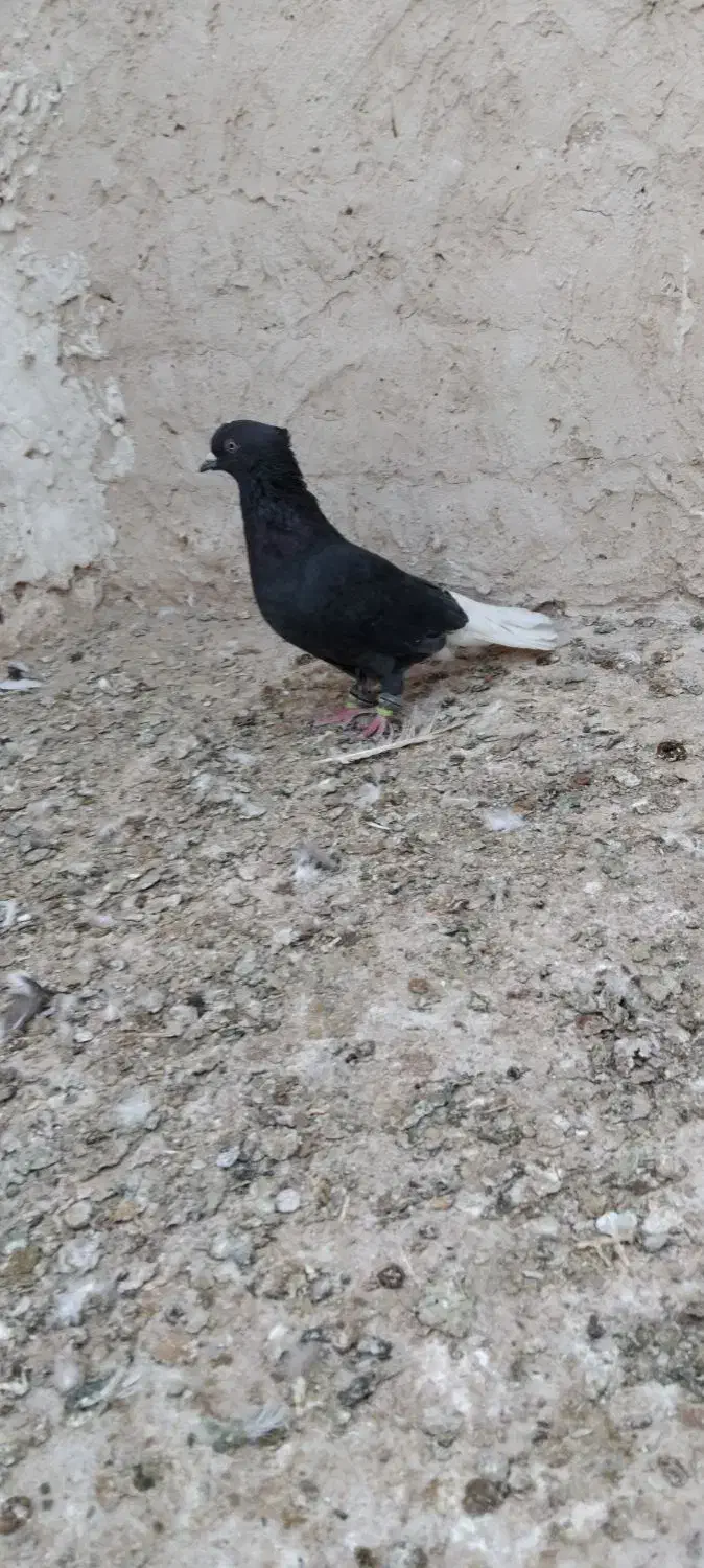 کفتر دمسفید|پرنده|تایباد, |دیوار