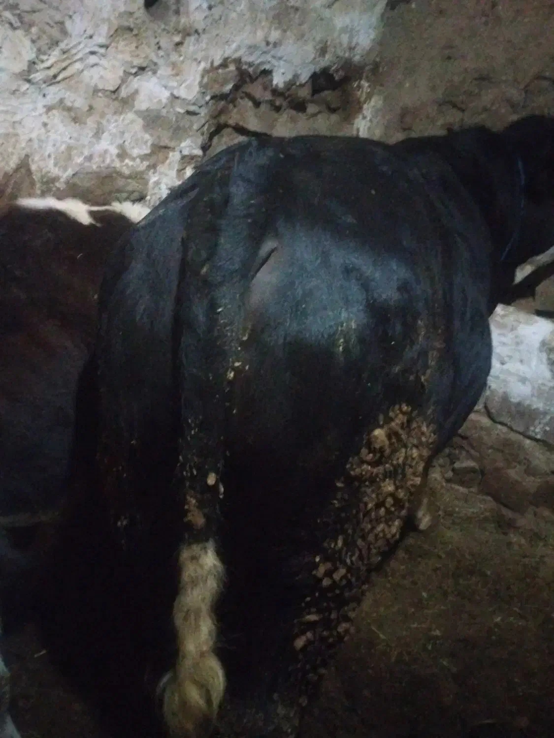 فروش گاو نر|حیوانات مزرعه|سارال, |دیوار