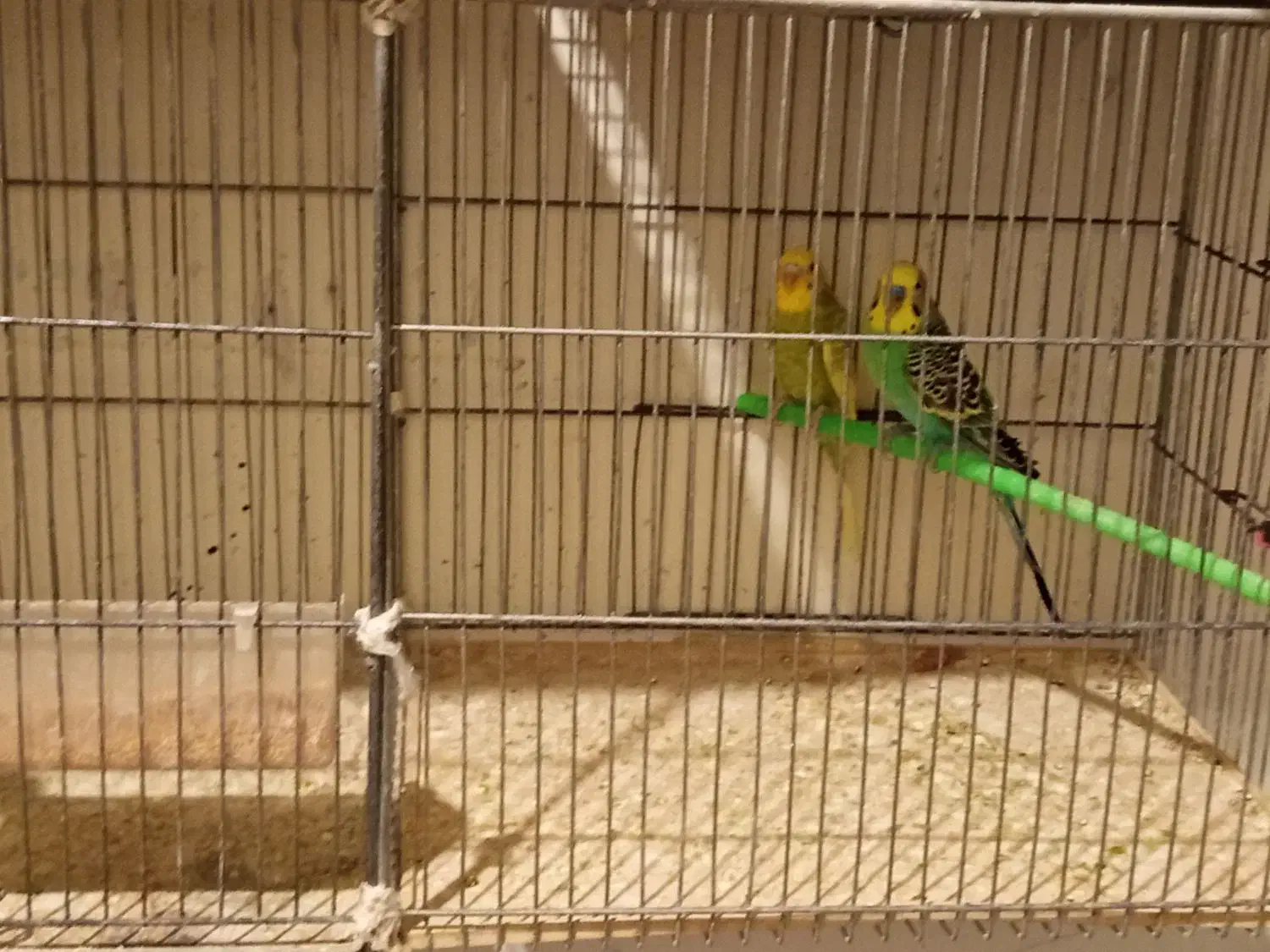 فروش فوری|پرنده|تربت جام, علوی|دیوار