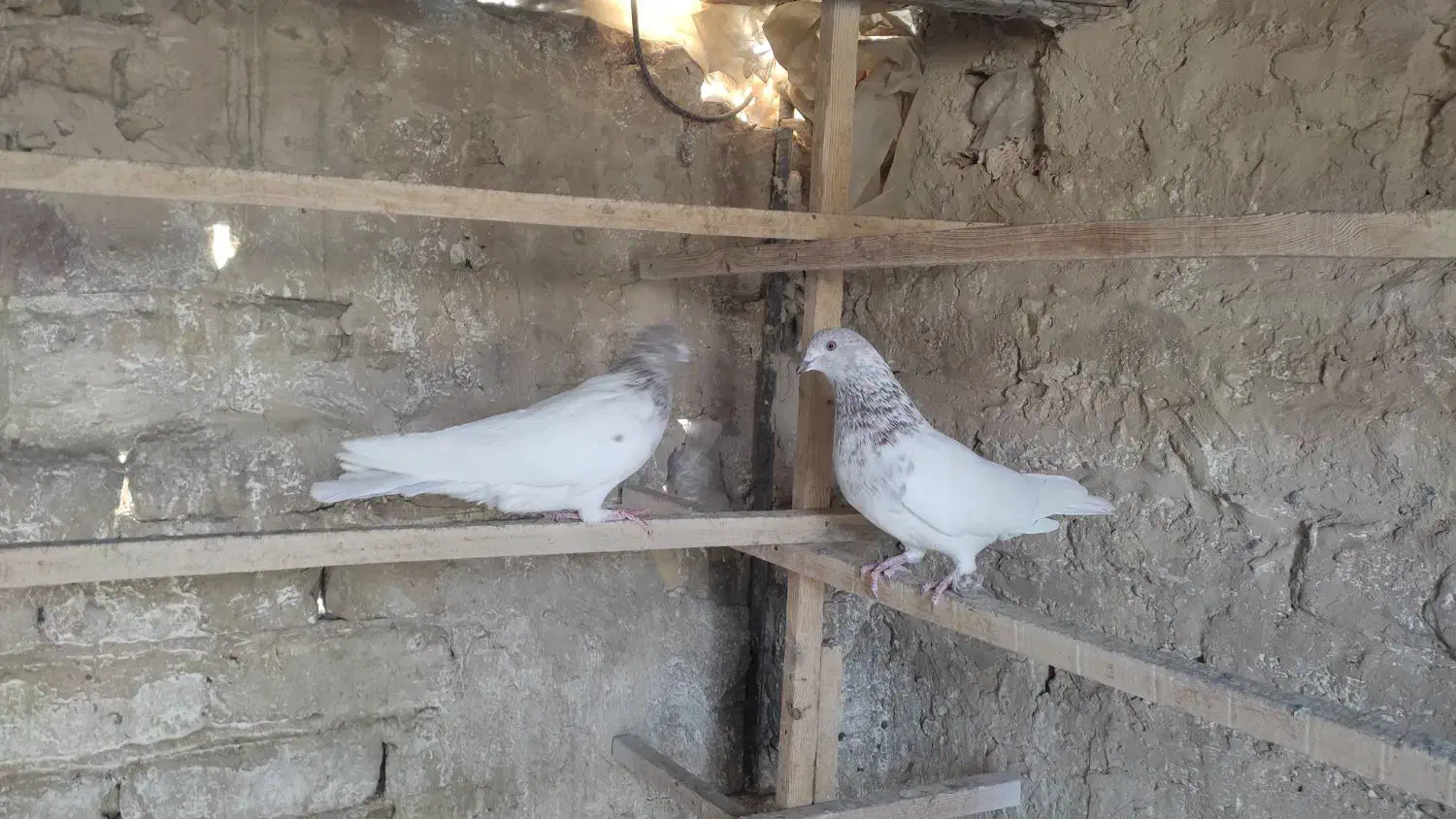 سلام خدمت عشقبازان|پرنده|قم, شهرک سازمان آب|دیوار