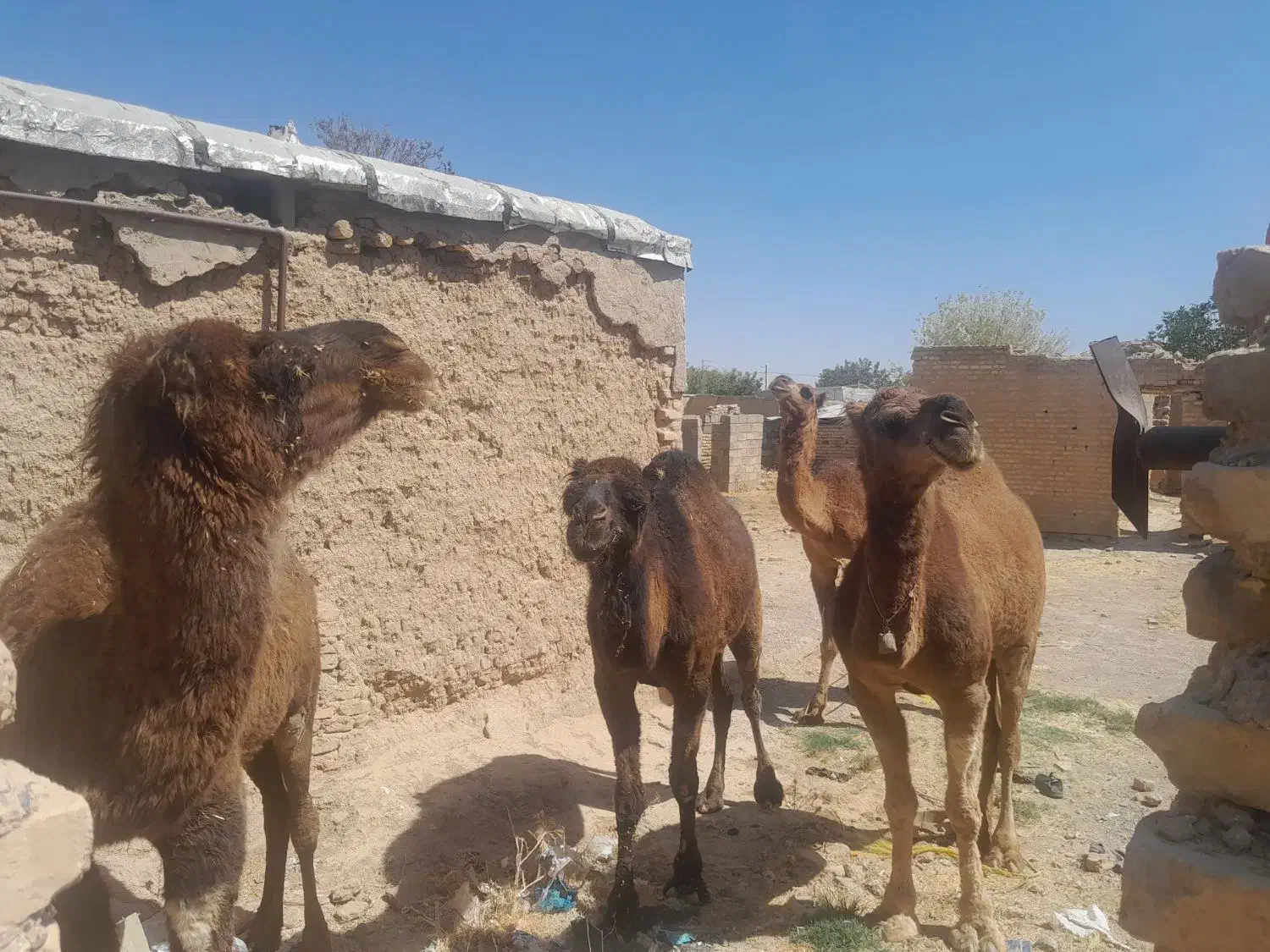 معاوضه شتر با میش|حیوانات مزرعه|شیراز, میانرود|دیوار