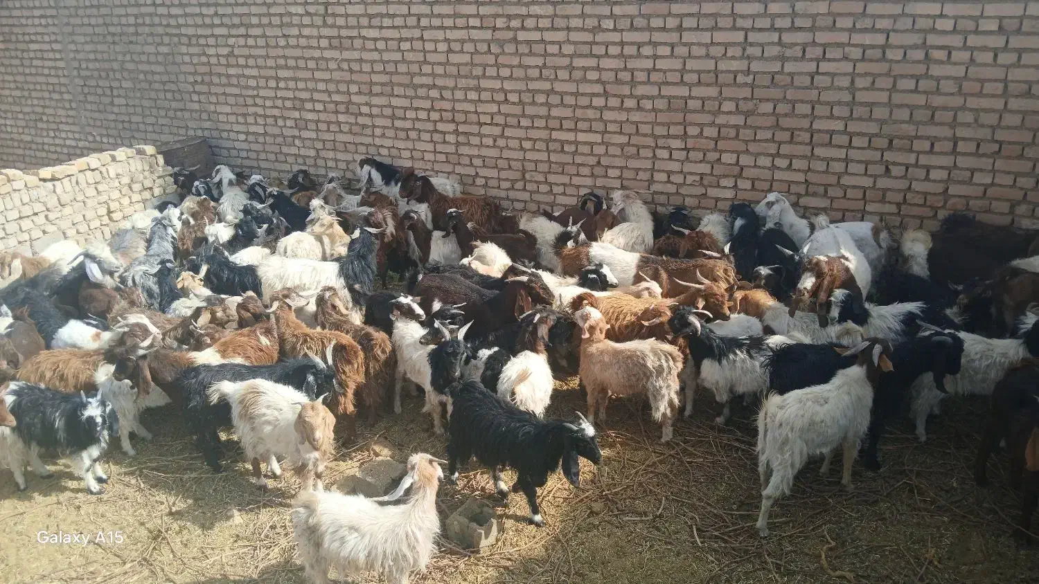 تعداد 100 عدد بزغاله فروشی|حیوانات مزرعه|ششطراز, |دیوار