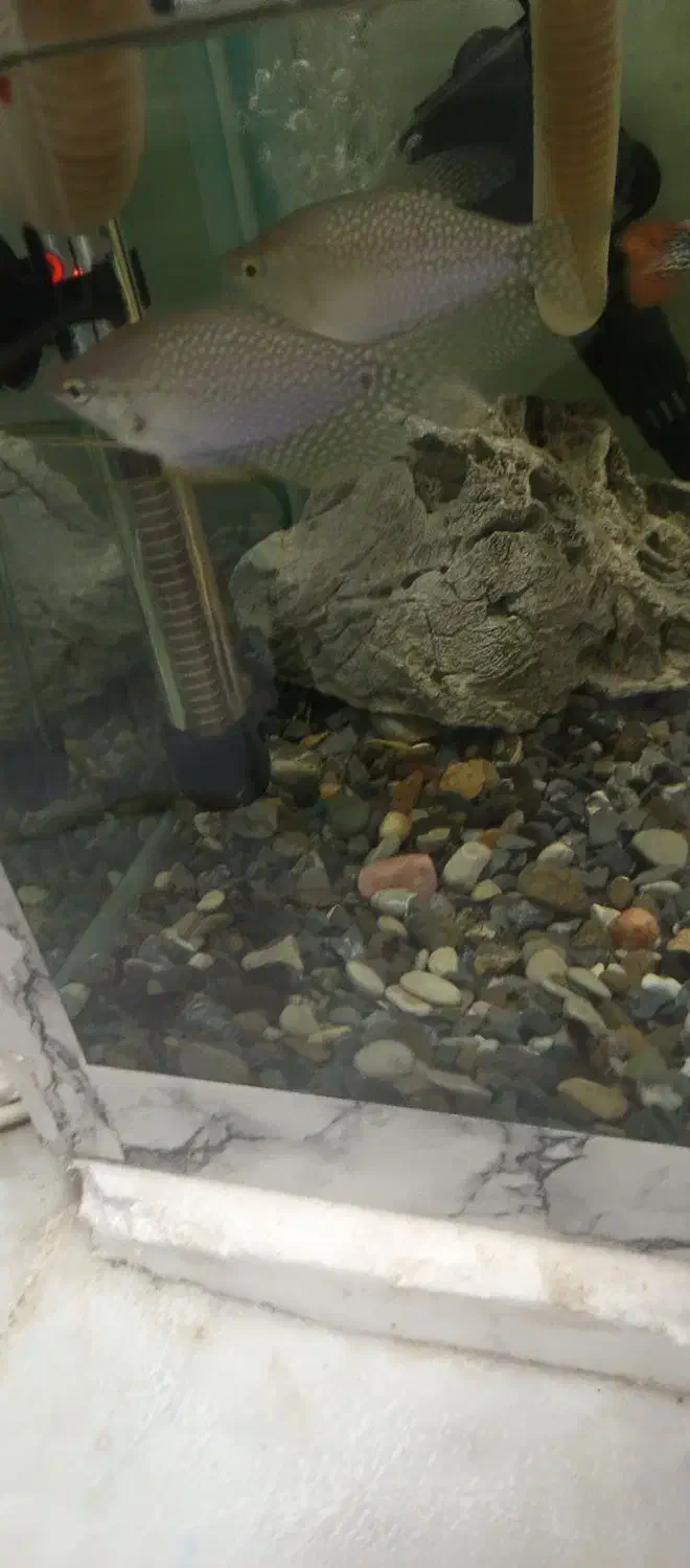 ماهی اکواریومی قیمت مناسب|ماهی|زاهدان, |دیوار