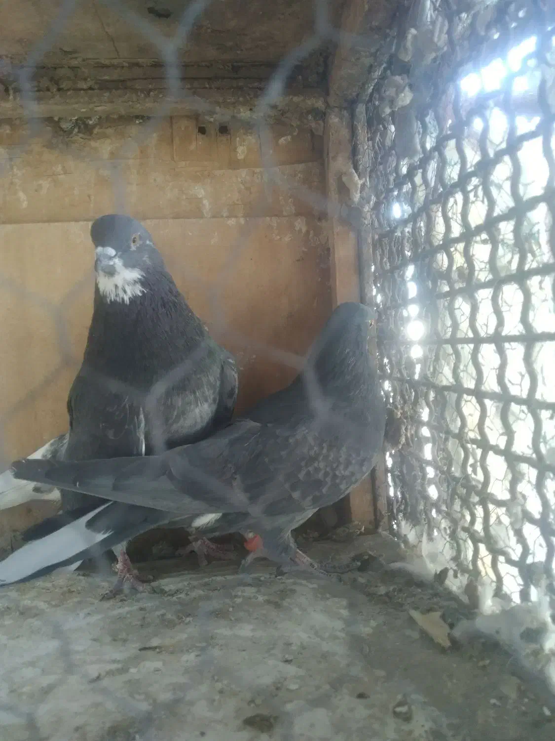 کفتر‌پرشی|پرنده|ری, عباس‌آباد|دیوار