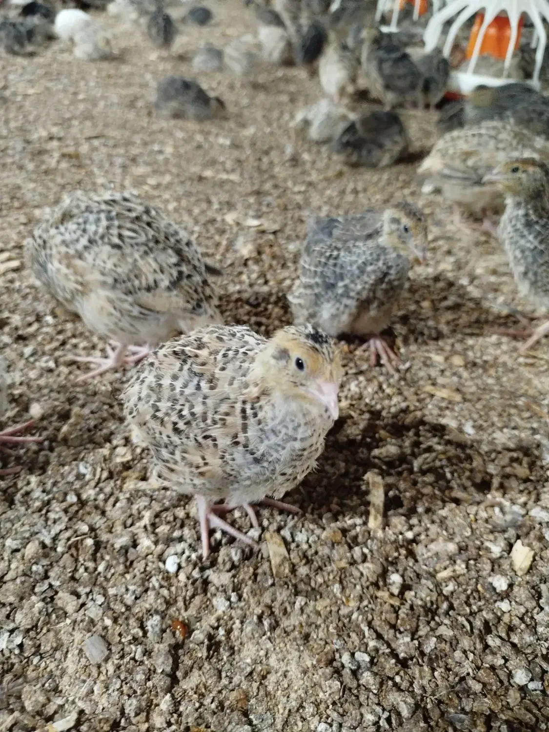 بلدرچین گوشتی|حیوانات مزرعه|سیلاخور, |دیوار