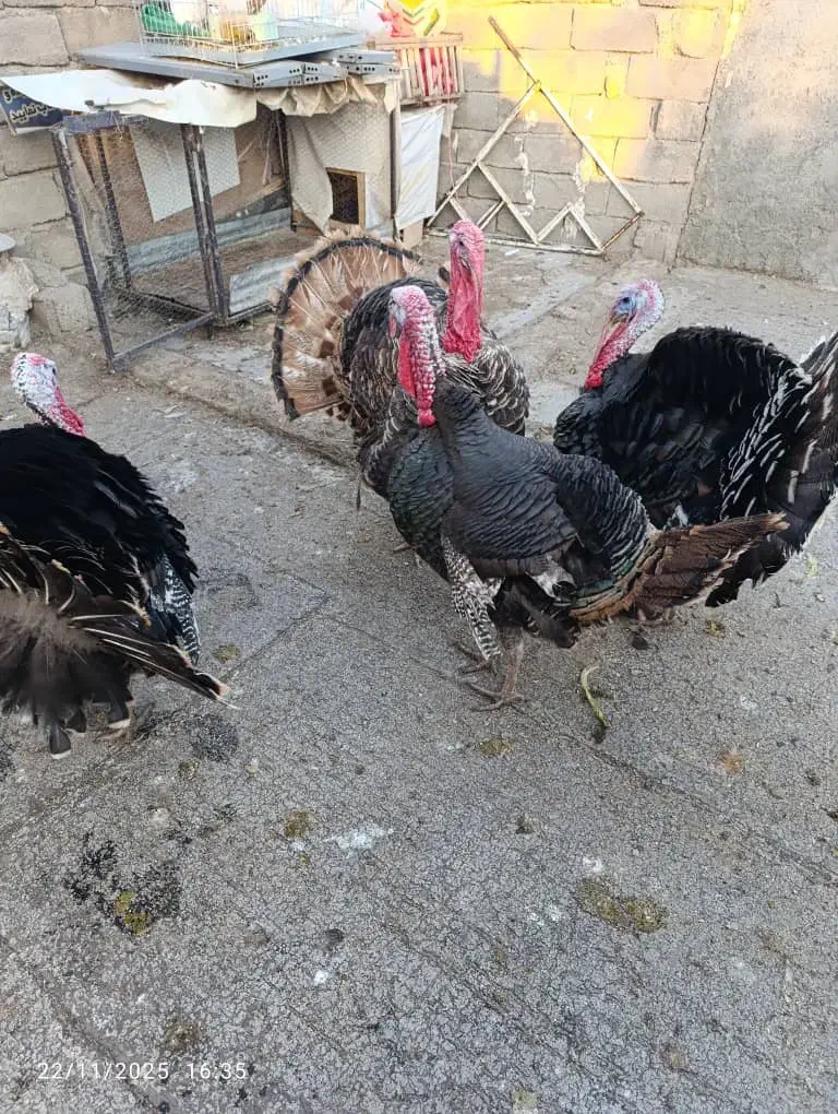 بوقلمون محلی|حیوانات مزرعه|الشتر, |دیوار