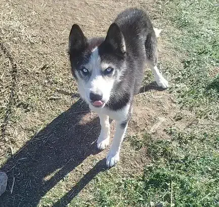 هاسکی نر|سگ|قشلاق دشت, |دیوار