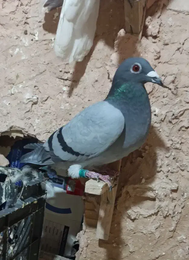 پلاکی مسافتی جفتی|پرنده|سبزوار, رضوان|دیوار
