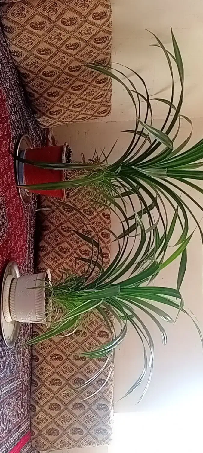 گل فروشی|گل و گیاه طبیعی|کلاترزان, |دیوار