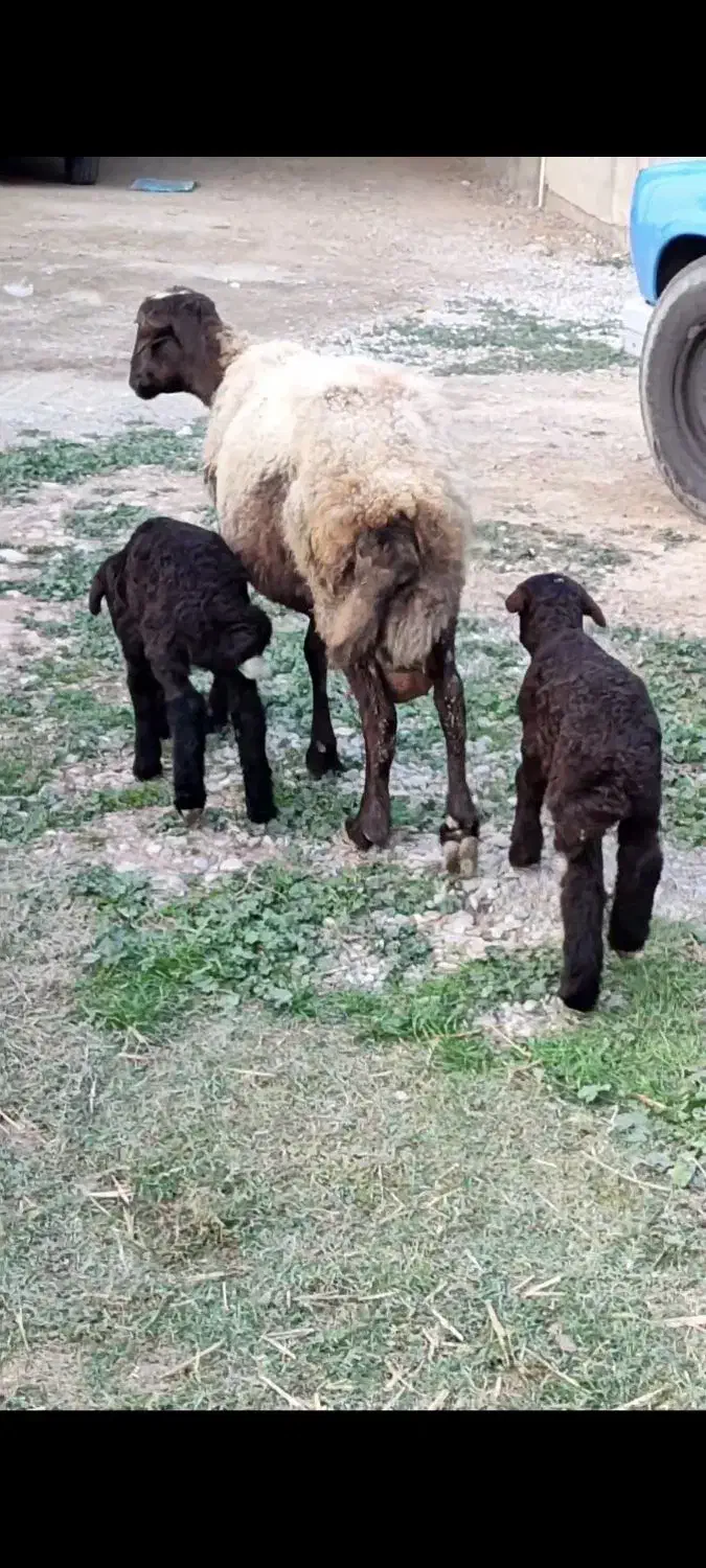 1راس گوسفند پهلوان با دوتا بره|حیوانات مزرعه|بندر ترکمن, |دیوار