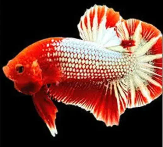 انواع بتا وارداتی از تایلند|ماهی|رشت, گلسار|دیوار