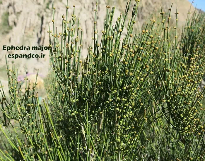 فروش عمده گیاه ریش بز تازه تازه از دل آذربایجان|آرایشی، بهداشتی، درمانی|اهر, |دیوار