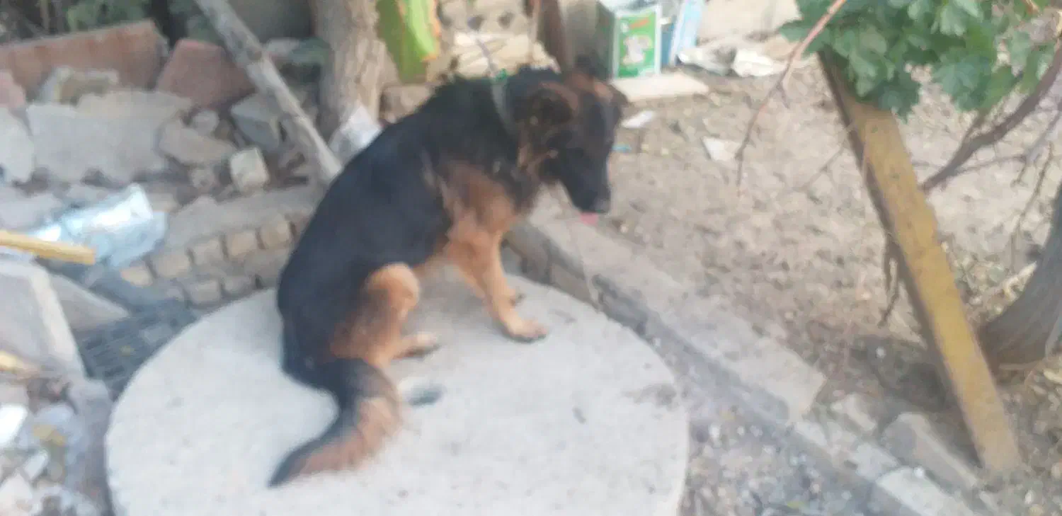 واگذاری یه قلاده سگ ژرمن اصل|سگ|اصفهان, کوی شهید کشوری|دیوار