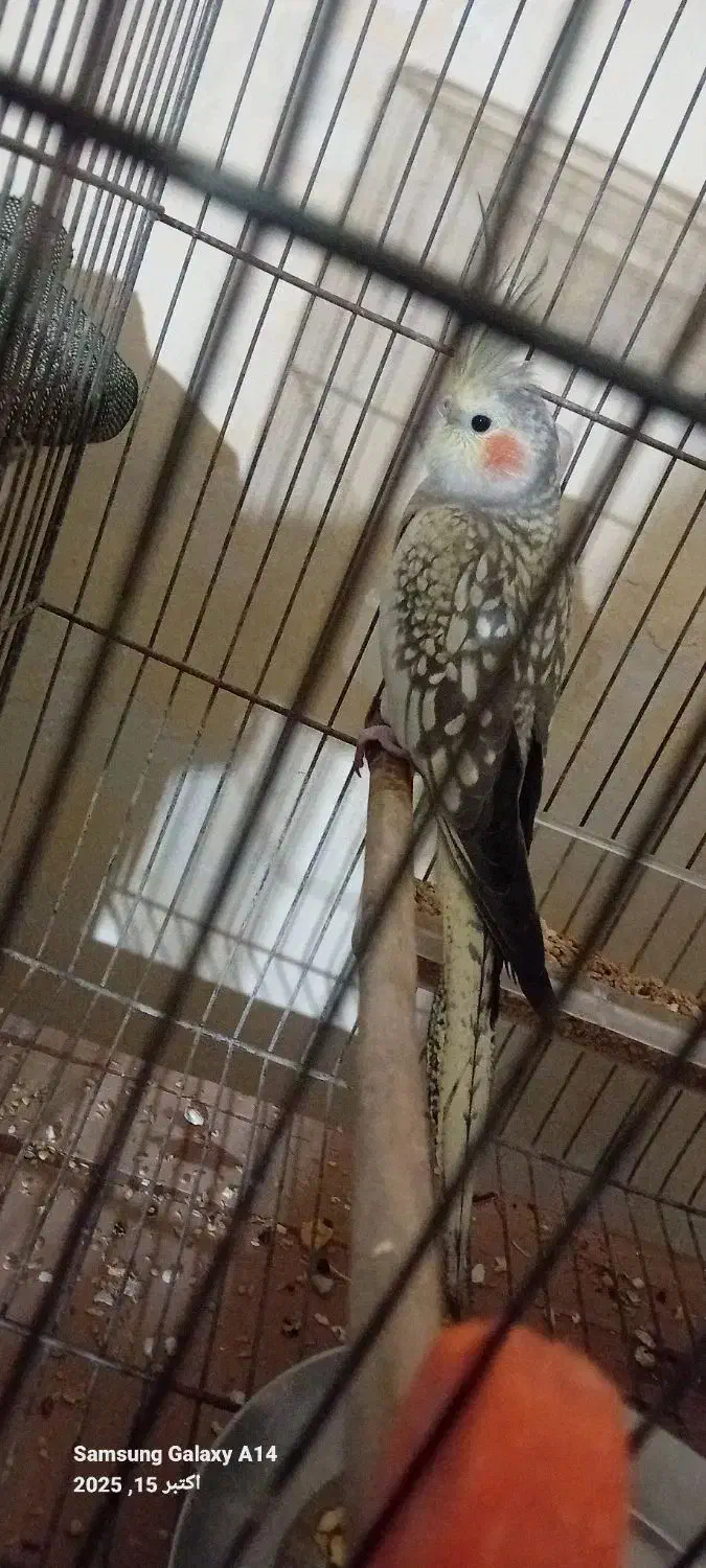 عروس هلندی ماده بالغ|پرنده|جوین, |دیوار