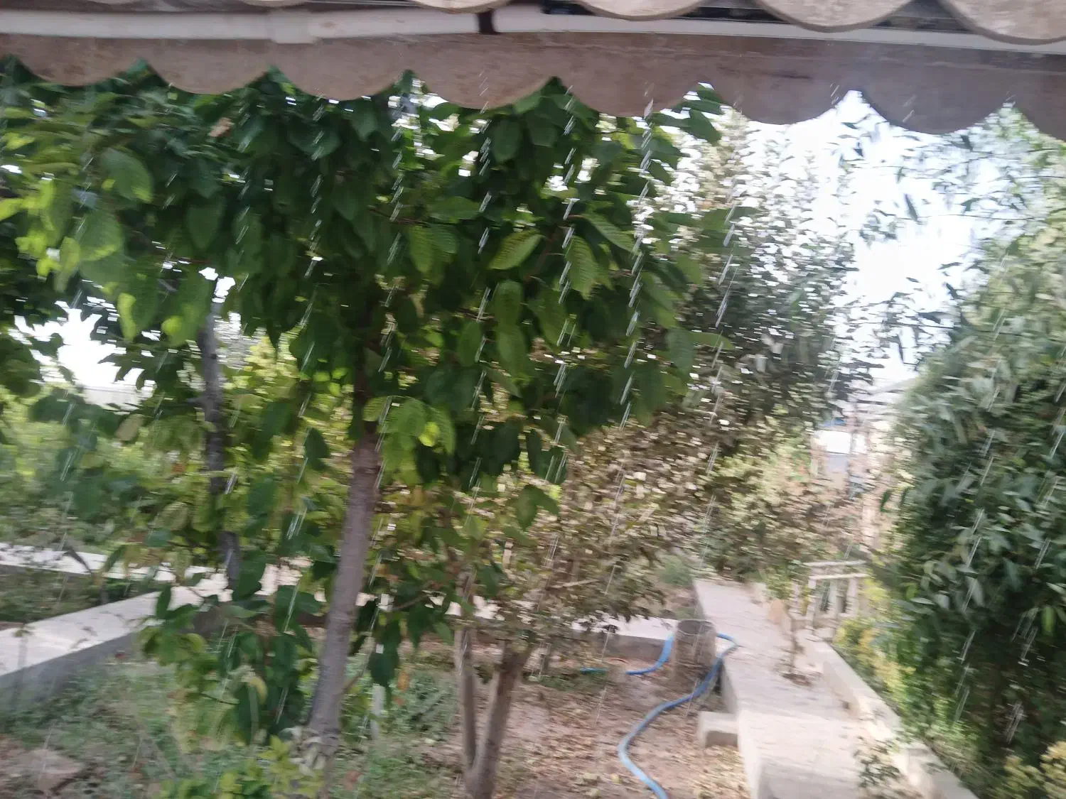 زمین۵۱۰مترسندارملکی وآب گنبدبازکلاکوب اطراف فردوسی|فروش زمین و ملک کلنگی|مشهد, تبادکان|دیوار