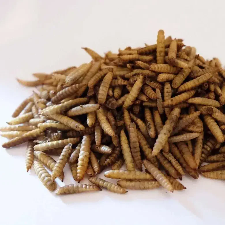 لارو خشک|لوازم جانبی حیوانات|ارومیه, |دیوار