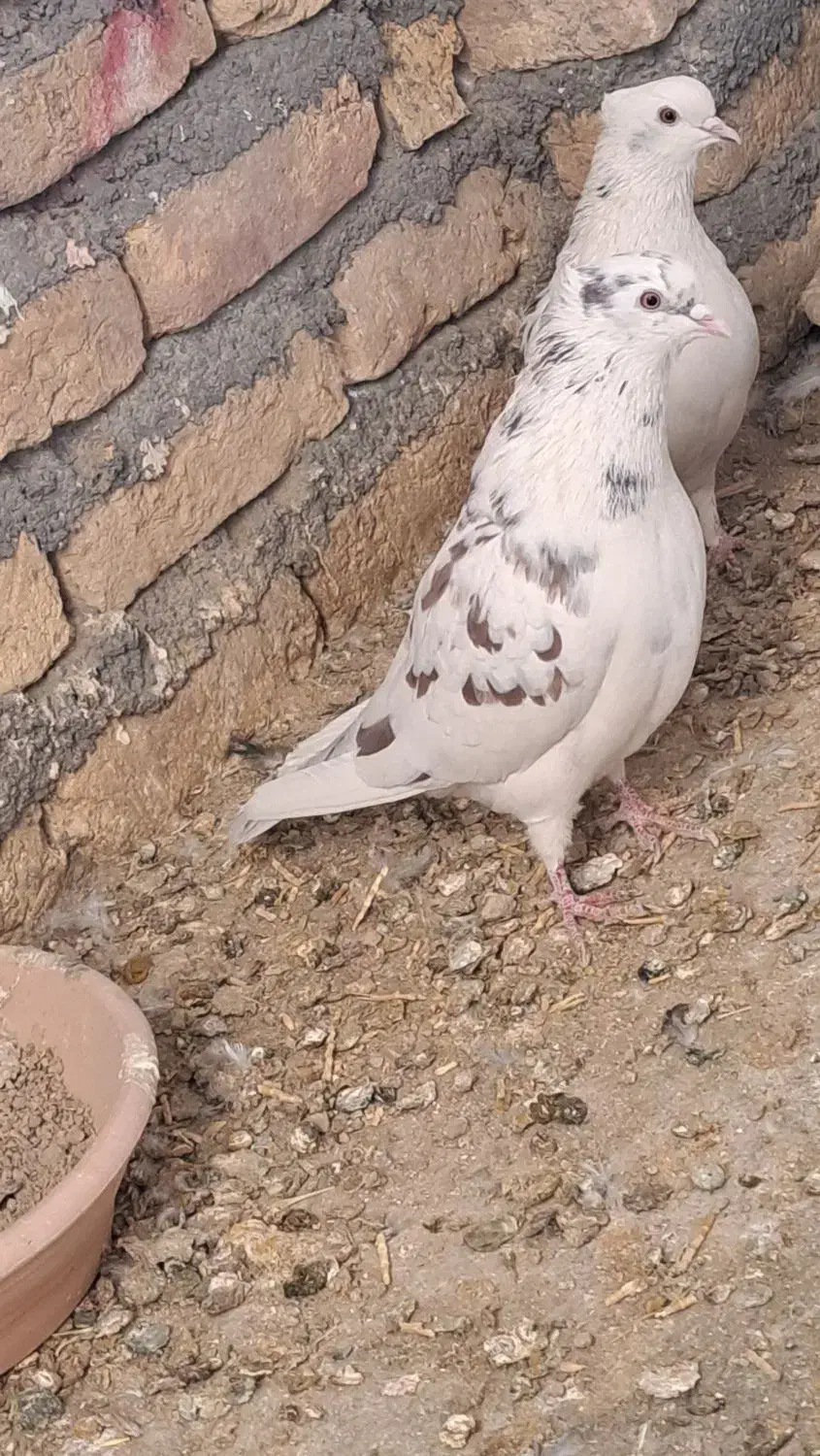 کبوترتهرانی|پرنده|حبیب آباد, |دیوار