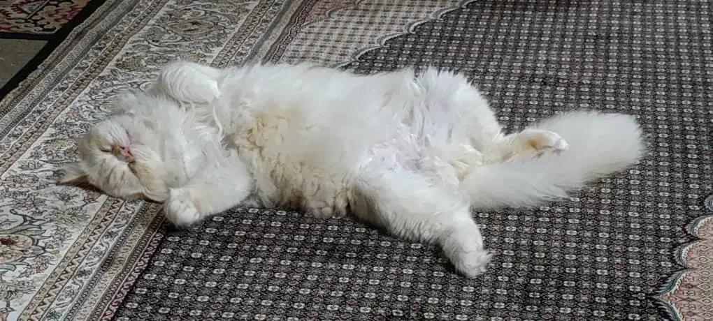 فروش دوتا گربه پرشین نروماده|گربه|بوشهر, |دیوار