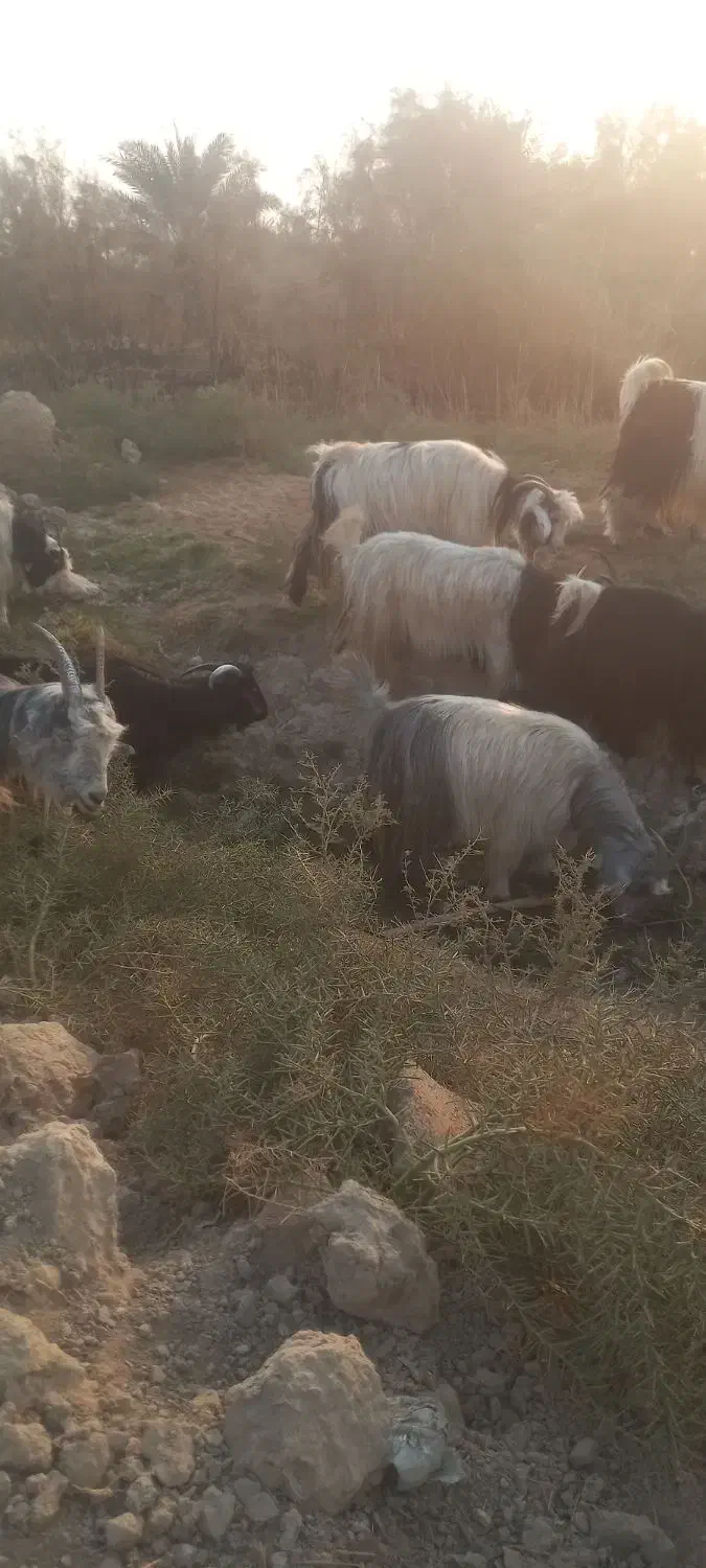 ۱۸ عدد بز|حیوانات مزرعه|شادگان, |دیوار