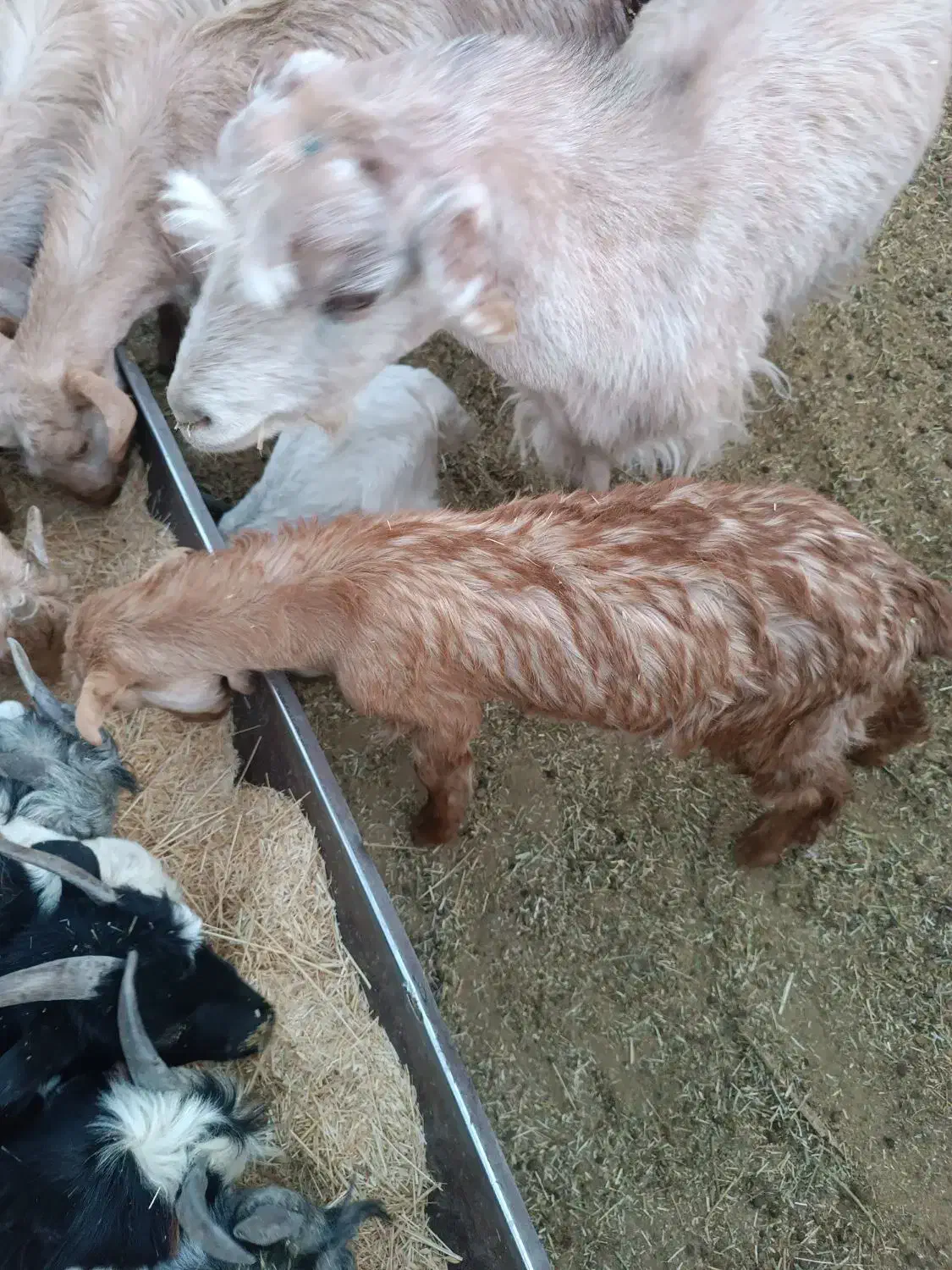 بزغاله الپاین|حیوانات مزرعه|شهرضا, |دیوار