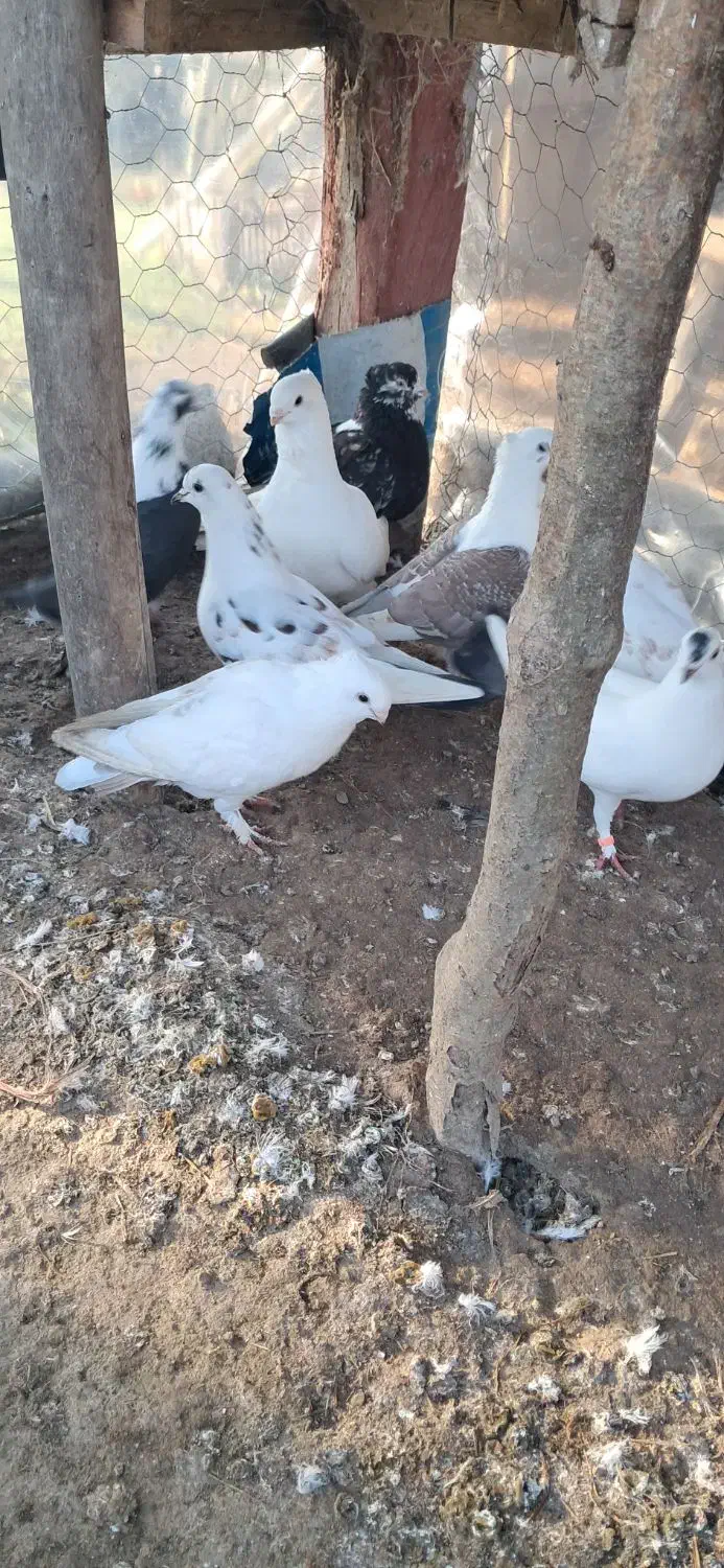 کبوتر|پرنده|ماکلوان, |دیوار