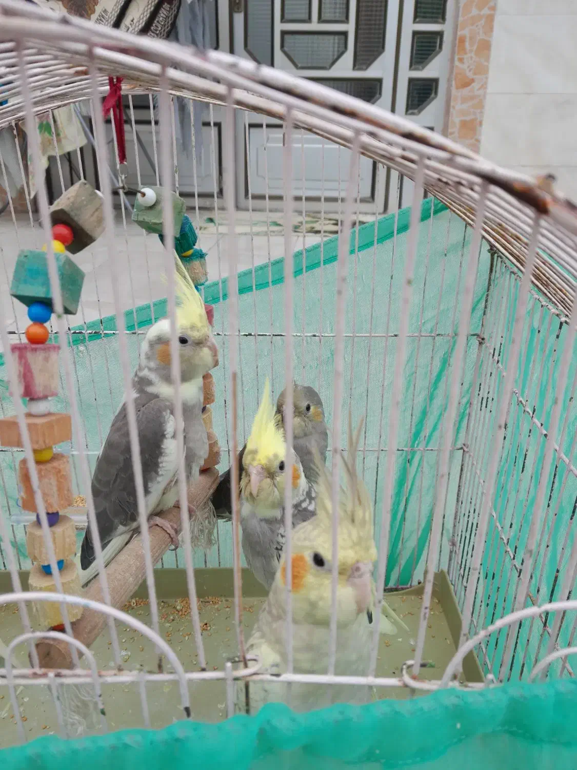 عروس هلندی|پرنده|مزرعه کتول, |دیوار