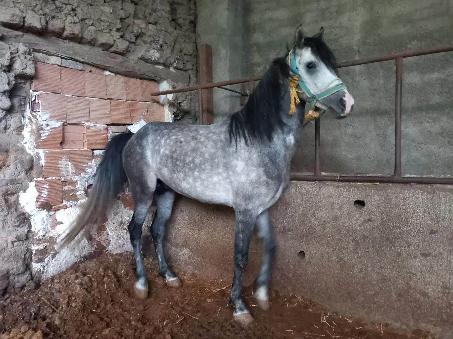 اسب|اسب و تجهیزات اسبسواری|گرگان, |دیوار