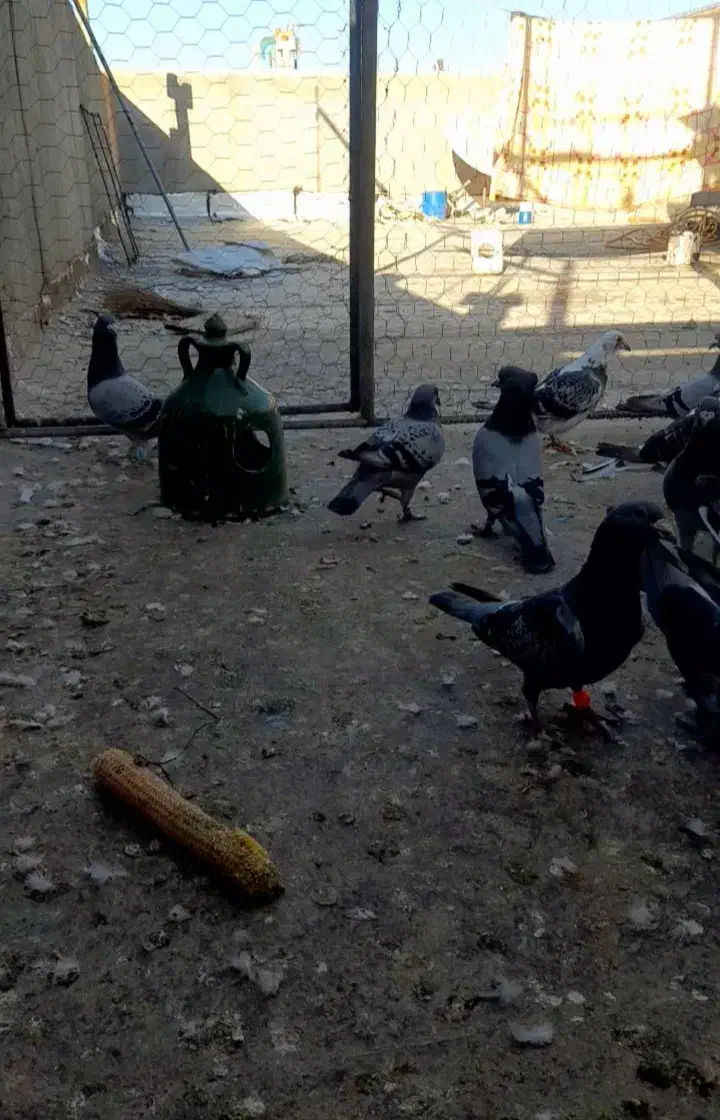 کبوتر مسافتی و پرشی|پرنده|خوی, |دیوار