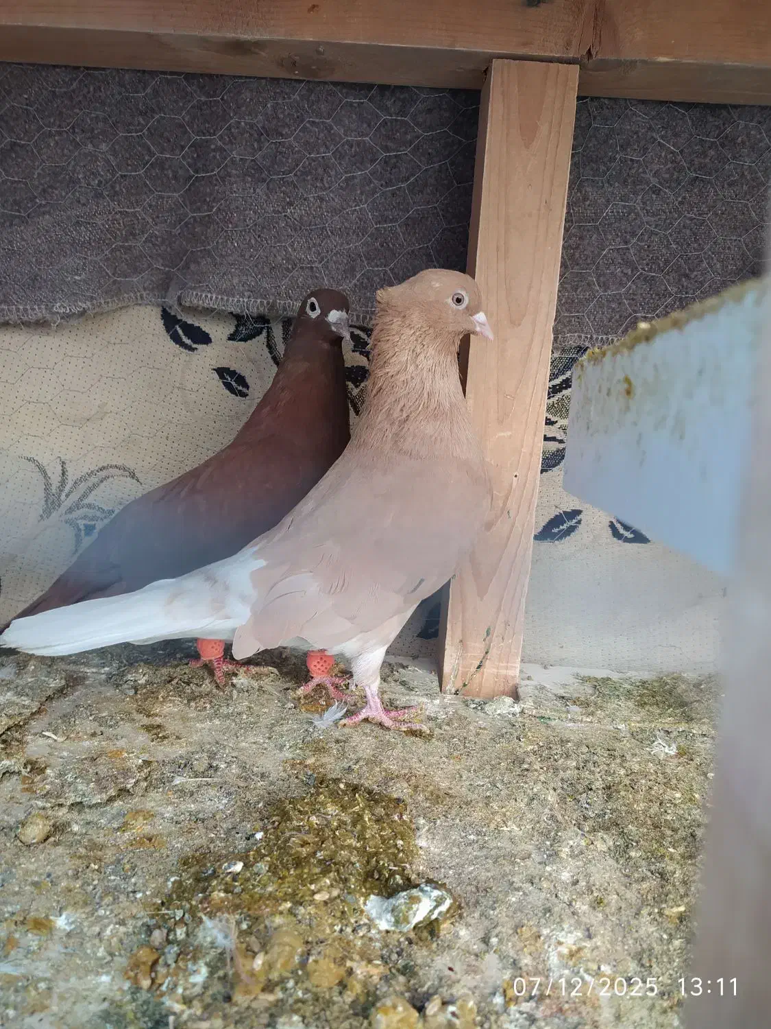 کفتر رنگه کلاغ کربلایی کله سفید و دم سفید|پرنده|تربت‌حیدریه, بهشت عسکری|دیوار