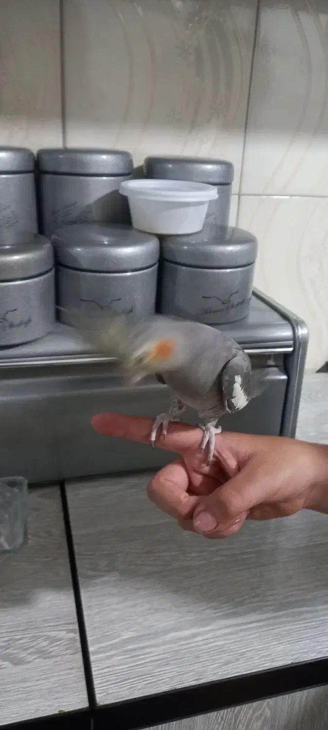 عروس هلندی دستی ماده|پرنده|کرج, محمد آباد|دیوار