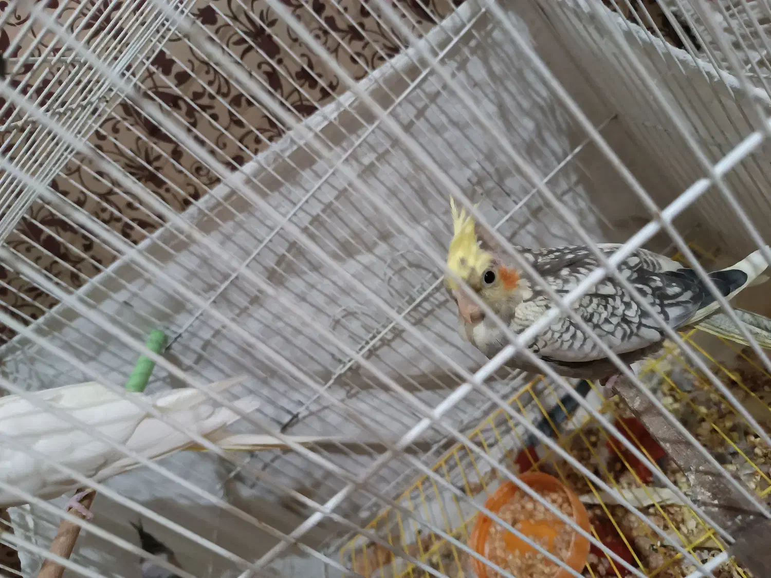 دوعدد جوجه عروس هلندی|پرنده|مشهد, نیروی هوایی|دیوار