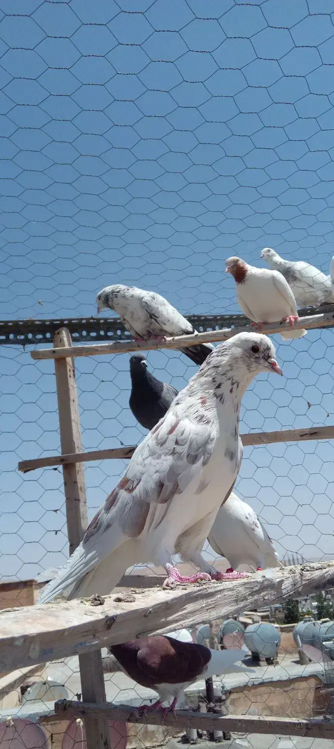 کبوتر نر تهرانی گرفته|پرنده|اسلامآباد غرب, |دیوار