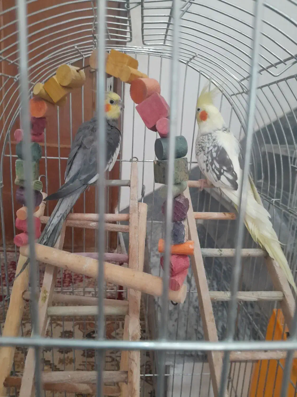 عروس هلندی|پرنده|رودسر, |دیوار