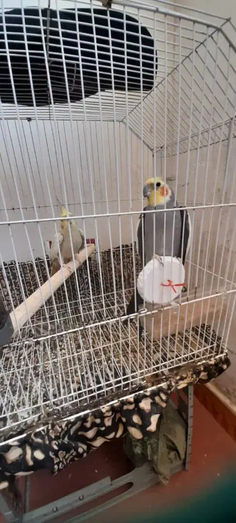 معاوضه یه جفت عروس هلندی مولد کار داده با قناری|پرنده|منجیل, |دیوار