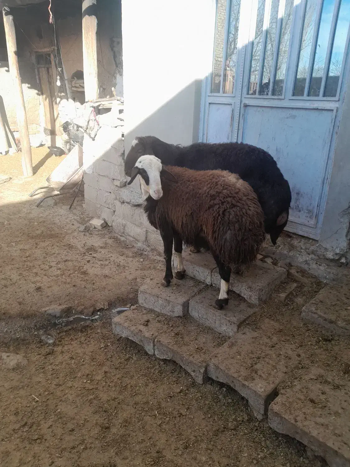 قورچ|حیوانات مزرعه|اسدآباد, |دیوار