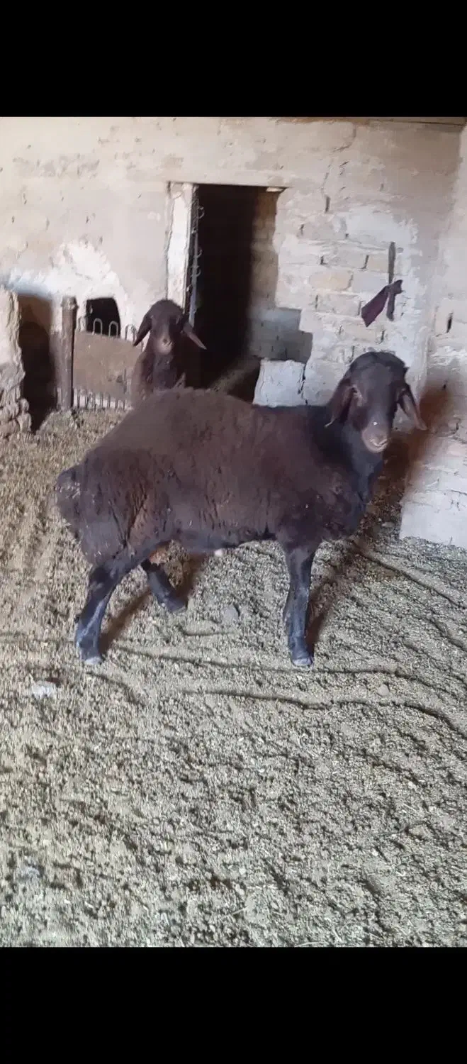 بره قوچی همو|حیوانات مزرعه|زاوه, |دیوار