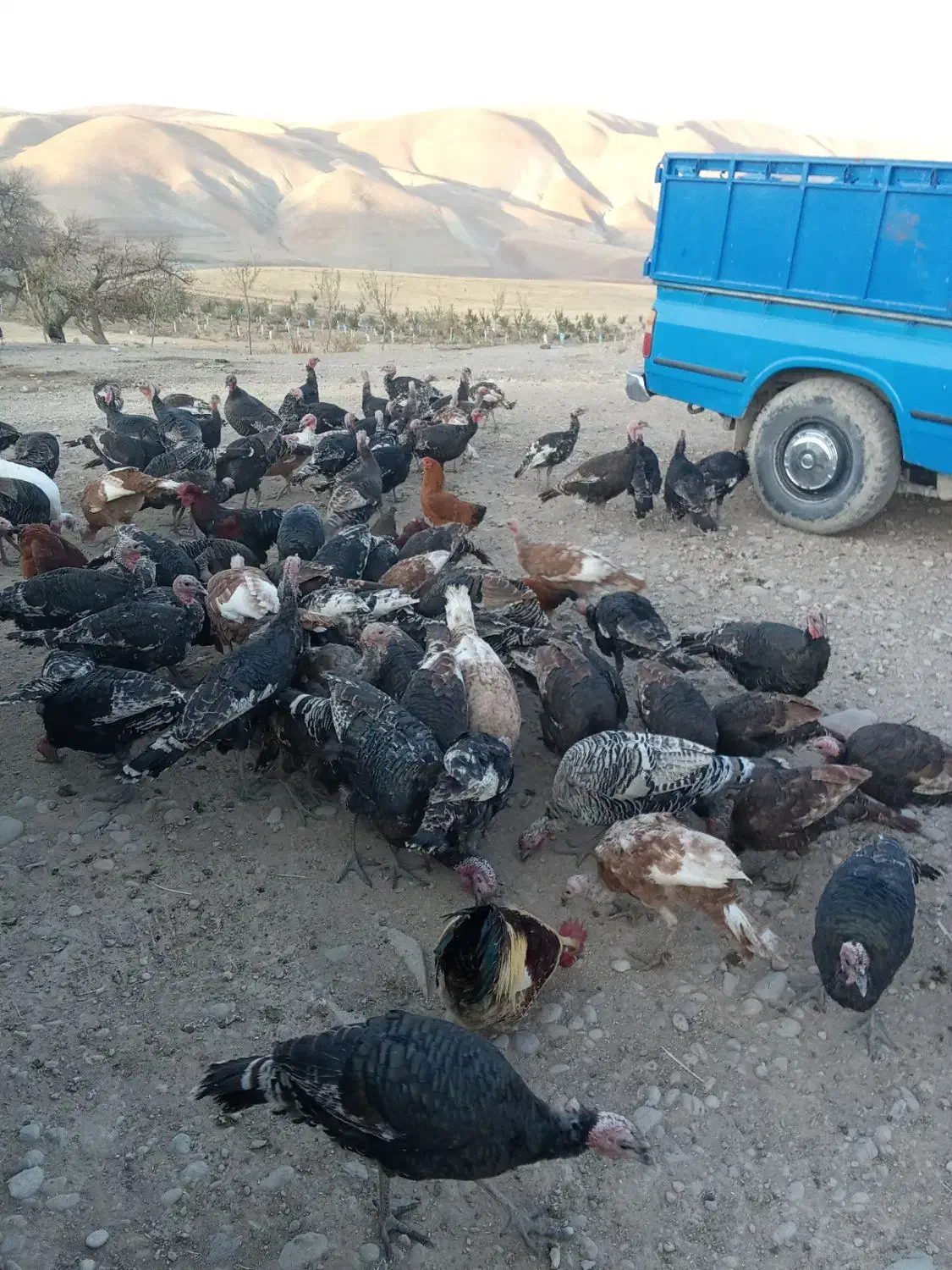 60عد بو قلمو|حیوانات مزرعه|هشترود, |دیوار