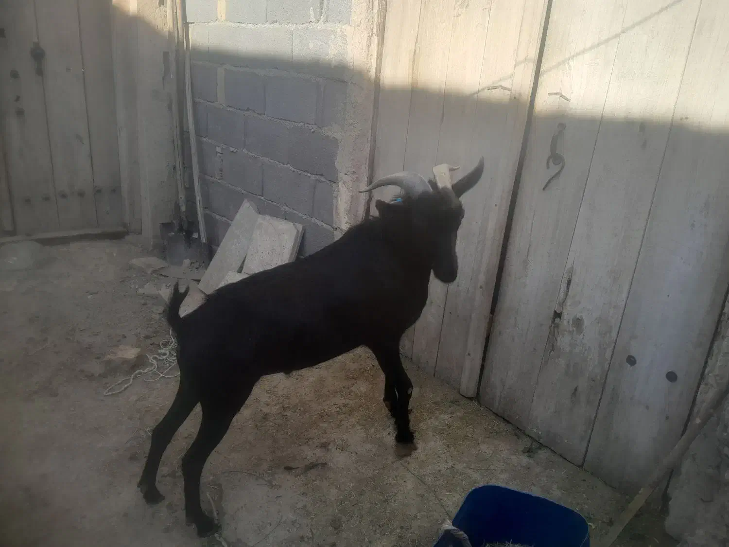 نربز مورسیاه|حیوانات مزرعه|شهرضا, |دیوار