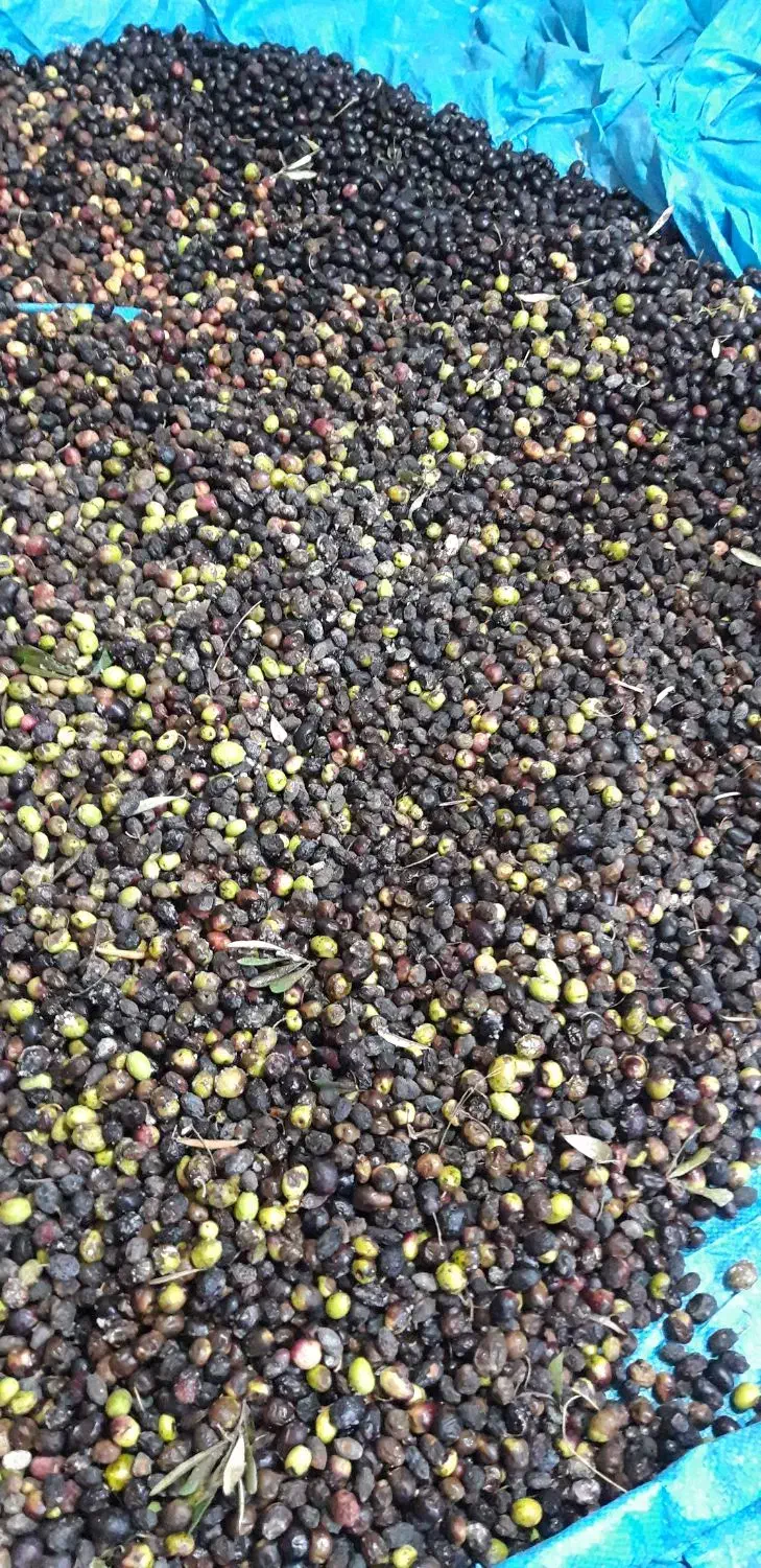 زیتون سیاه(روغنی)شما را با بالاترین قیمت خریداریم|خوردنی و آشامیدنی|منجیل, |دیوار