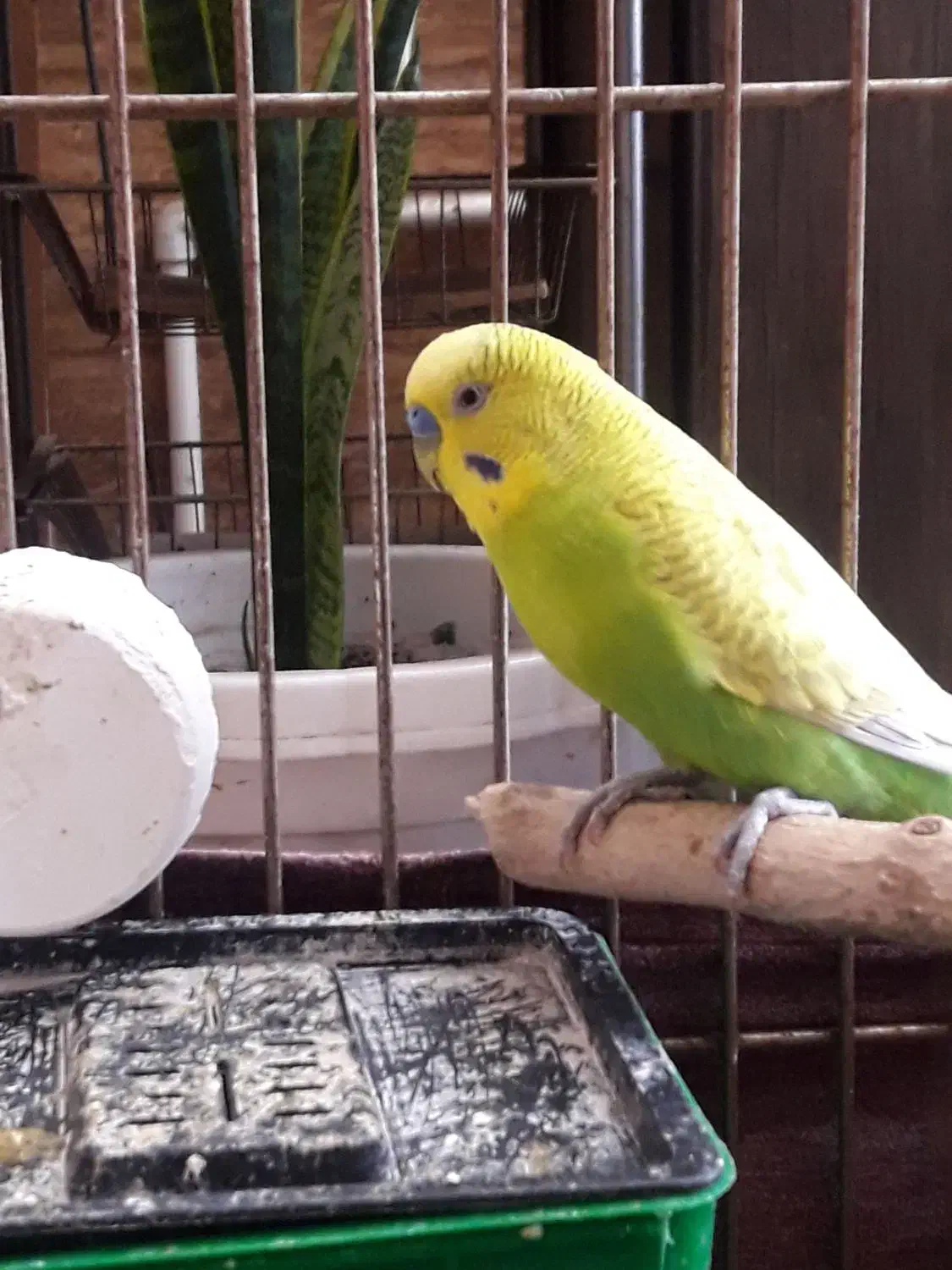 جفت مرغ عشق|پرنده|رشت, فلسطین|دیوار