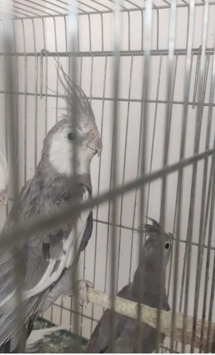 جفت عروس هلندی وایت فیس|پرنده|بوکان, |دیوار