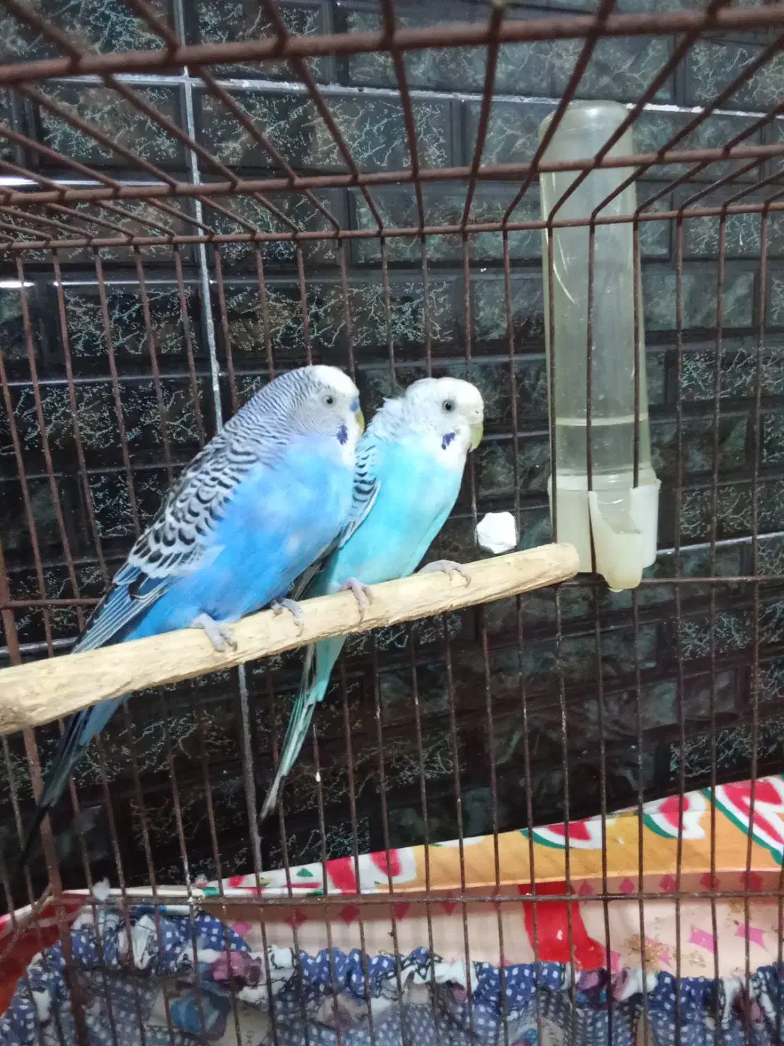 مرغ عشق|پرنده|تاکستان, |دیوار