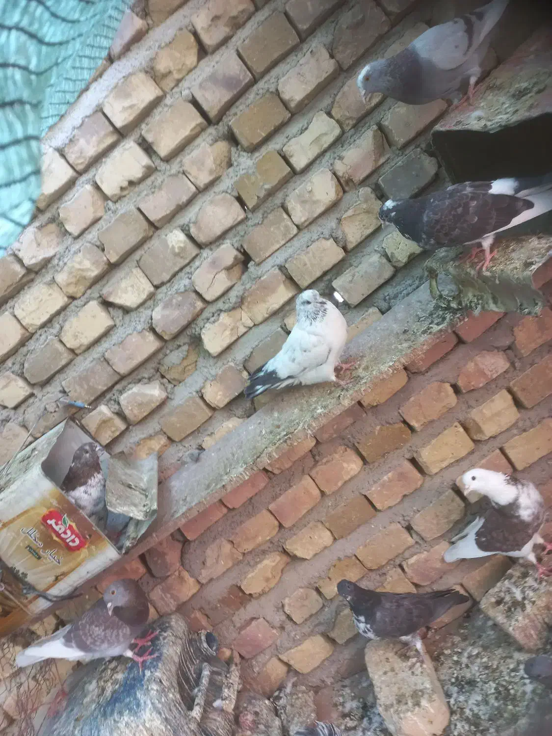 کفتر عالی|پرنده|بافت, |دیوار