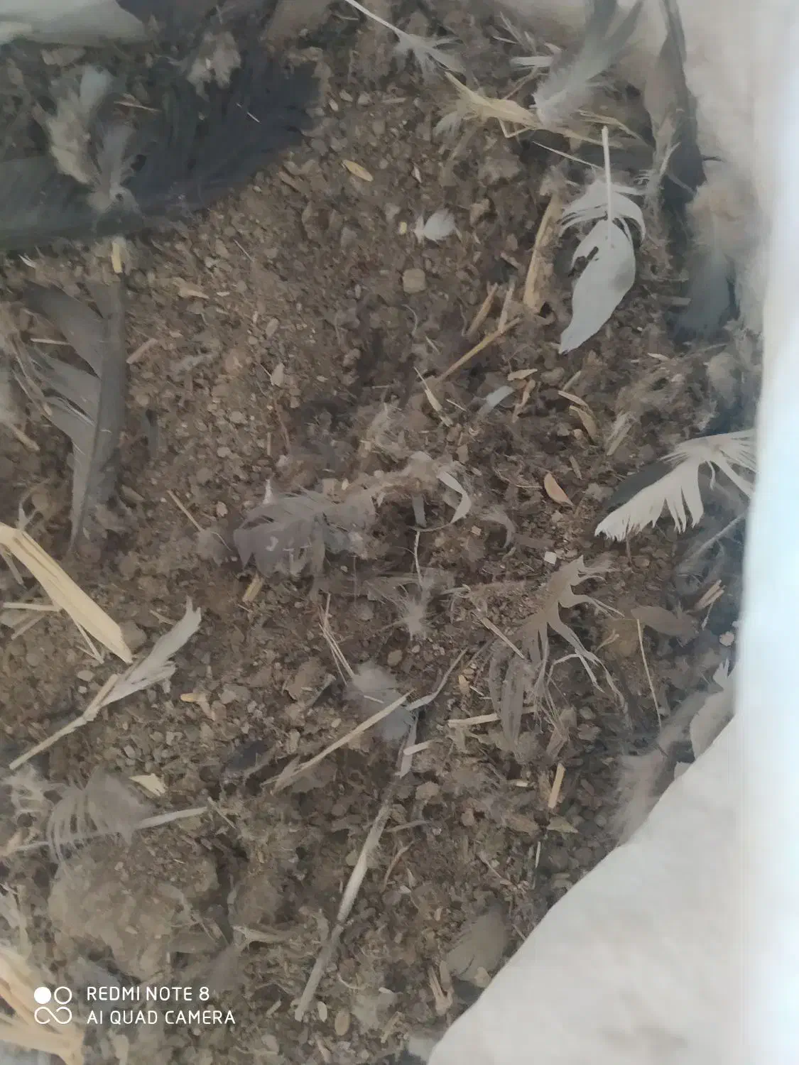 ماده برجی کاکلی پر|پرنده|نجف‌آباد, یزدانشهر|دیوار