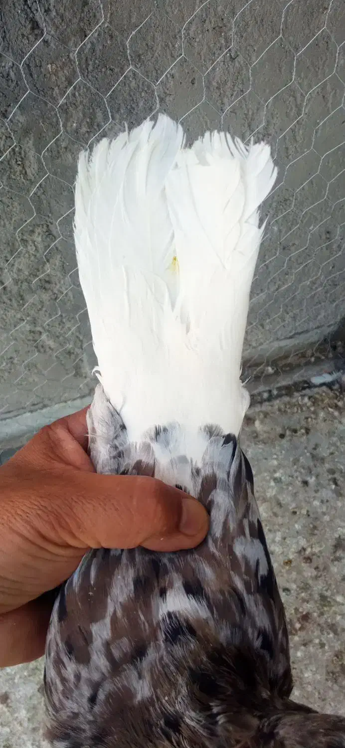 سوردم سفید|پرنده|بم, |دیوار