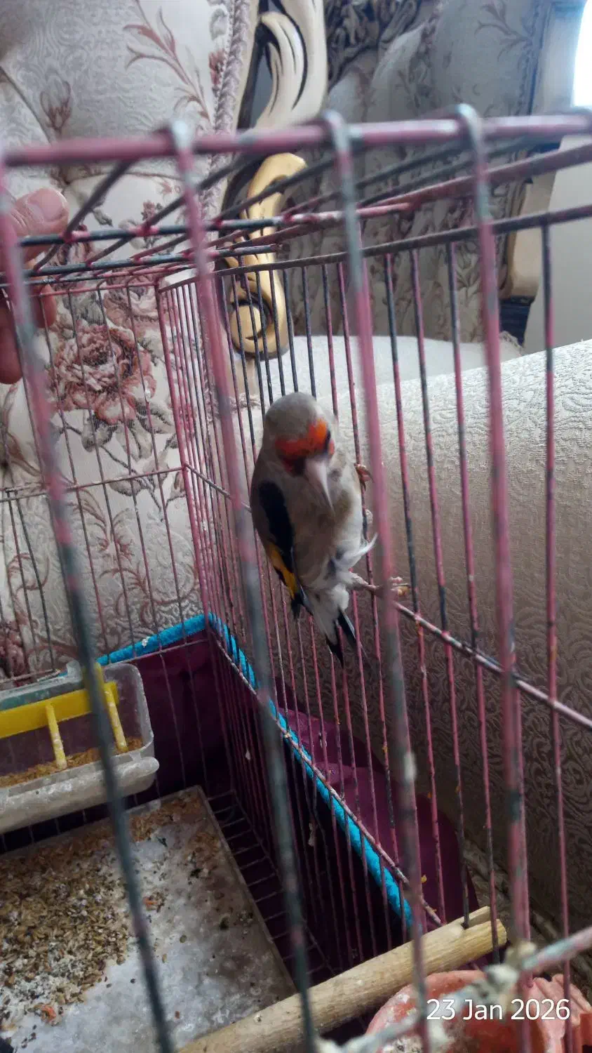 سهره سقا نر بخون|پرنده|کرمان, |دیوار