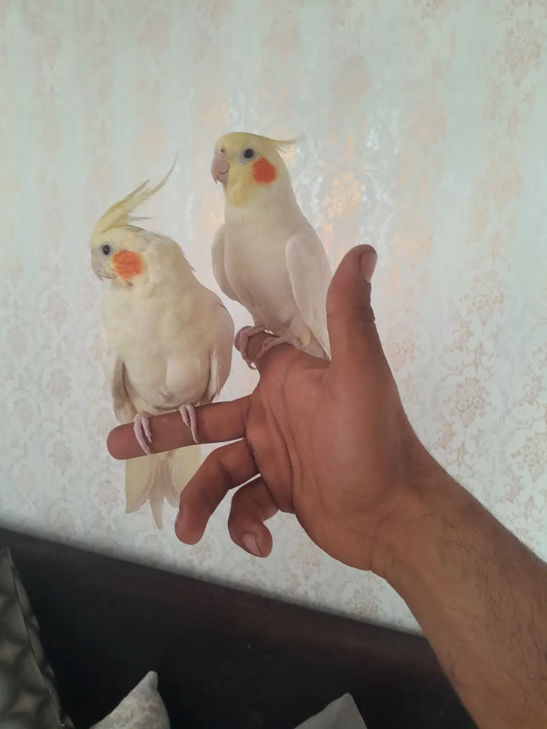 عروس هلندی رام،دستی آگهی رو بخونید لطفا .|پرنده|کرمانشاه, |دیوار